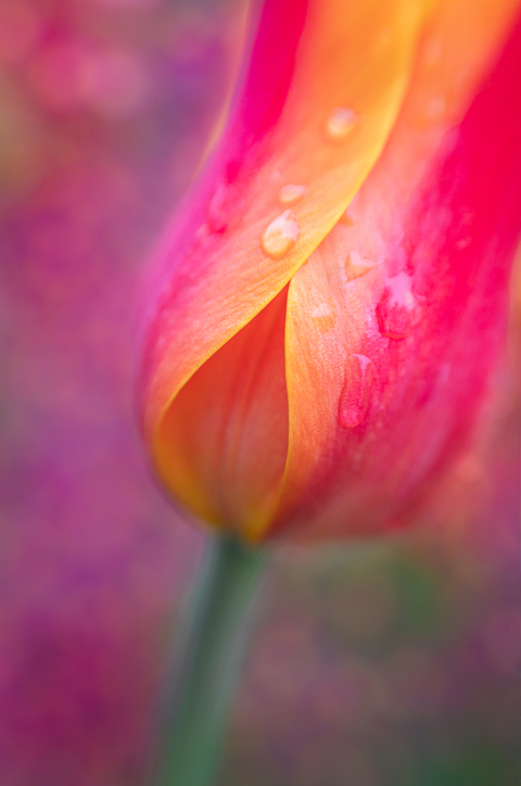 Sol 45 | Camera Lens For Creative Bokeh Effects | Lensbaby Sol 45 | Camera Lens For Creative Bokeh Effects | Lensbaby