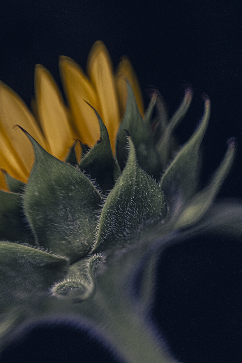 Sol 45 | Camera Lens For Creative Bokeh Effects | Lensbaby Sol 45 | Camera Lens For Creative Bokeh Effects | Lensbaby