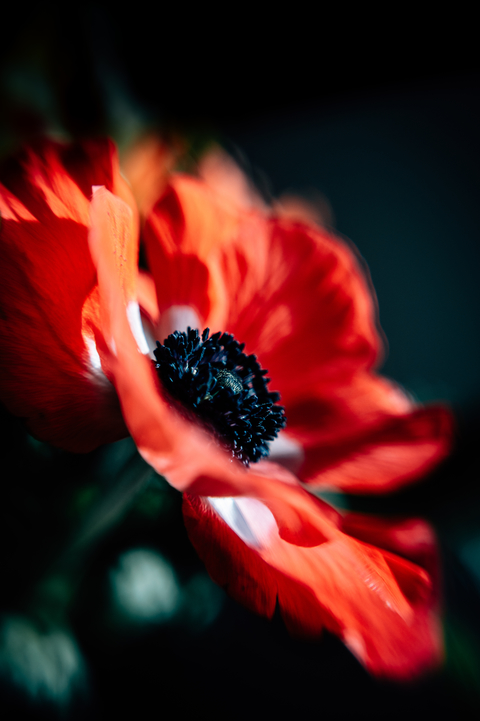 Sol 45 | Camera Lens For Creative Bokeh Effects | Lensbaby Sol 45 | Camera Lens For Creative Bokeh Effects | Lensbaby