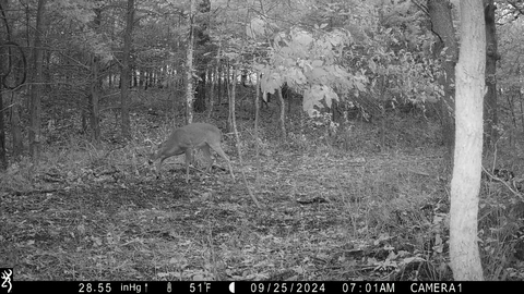 Browning Spec Ops Elite HP5 Trail Camera Review Browning Spec Ops Elite HP5 Trail Camera Review