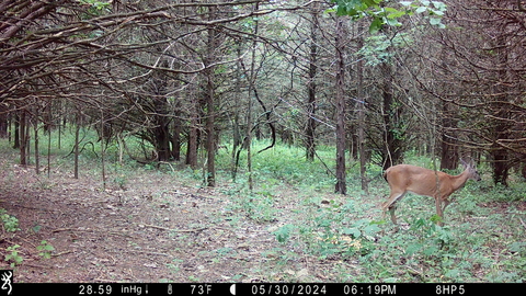 Browning Spec Ops Elite HP5 Trail Camera Review Browning Spec Ops Elite HP5 Trail Camera Review