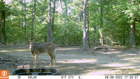 Cellucore 20 Cellular Camera Bushnell Cellucore Live Cellular