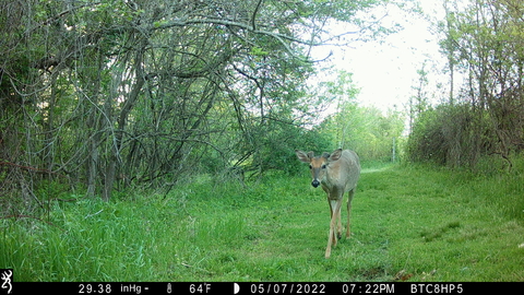 Browning Spec Ops Elite HP5 Trail Camera Review