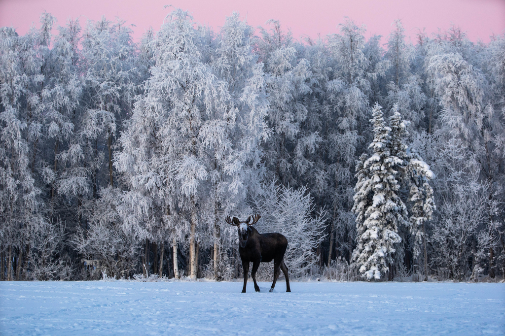 Moose Calendar 2024 Gallery Anchorage Daily News Store   Cig Cozy Gallery 12970rfu 1 January 200111 Moon Moose 0022 Xl 