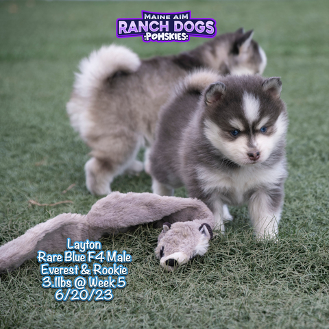 Everest best sale pomsky puppies