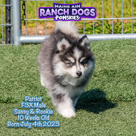 Sold***Palmer Black White F4 Male Pomsky Out Of Pixie Rookie Born