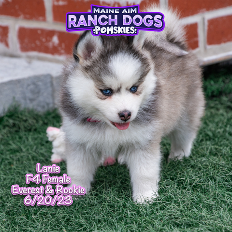 Puppy Silverian Husky Siberian Husky Puppy Husky Ranch Dog Breed