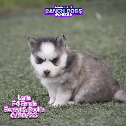 Everest best sale pomsky puppies