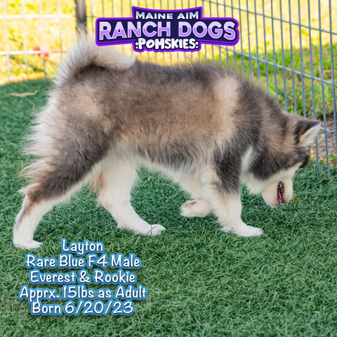 Sold***Parker Rare Blue F4 Male Pomsky Out Of Pixie Rookie Born 9/18/2023  Ready For New Homes Nov 14, 2023