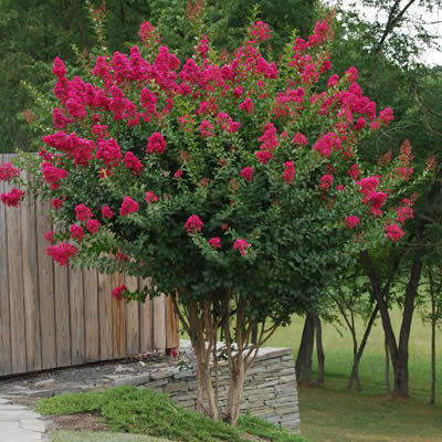 Can Crape Myrtles Survive Cold Weather? Essential Tips Revealed