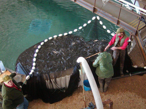 Custom Aquaculture Nets